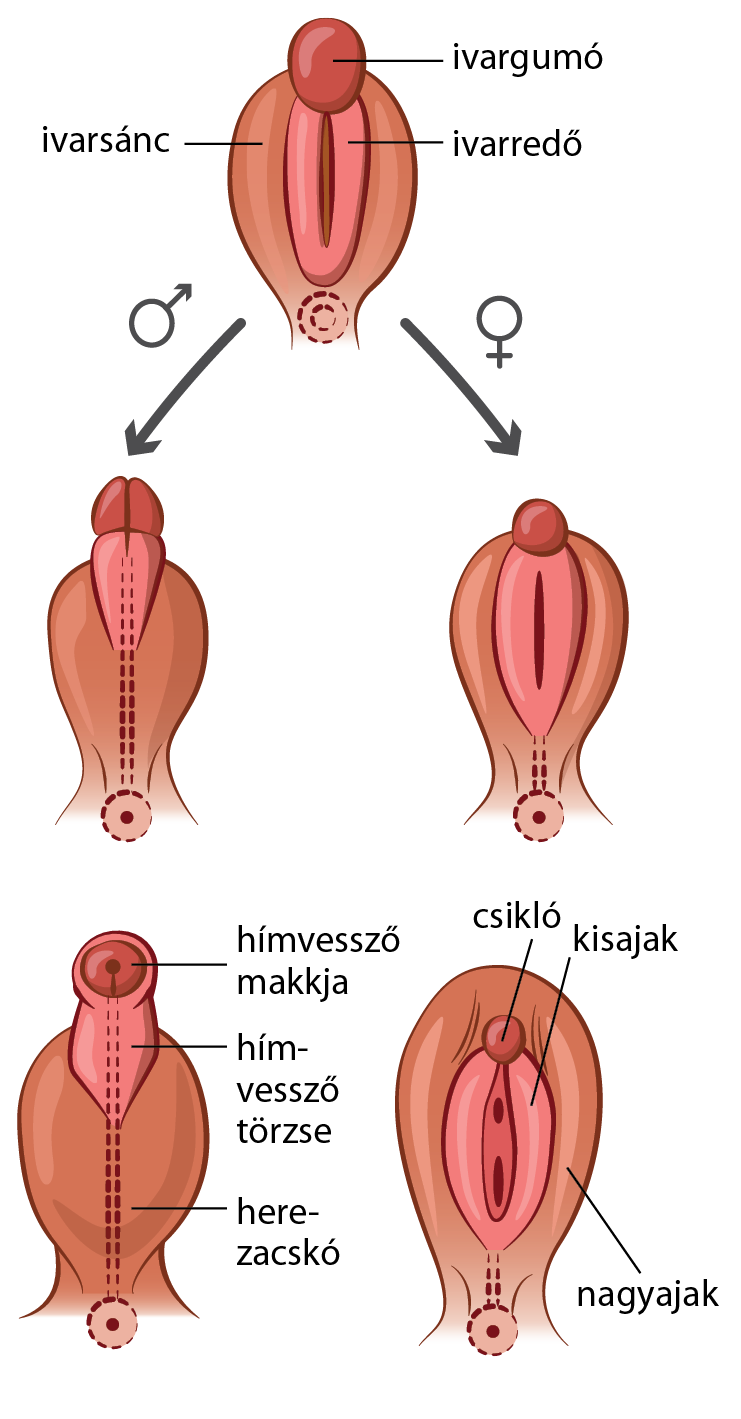 pénisz és női nemi szervek