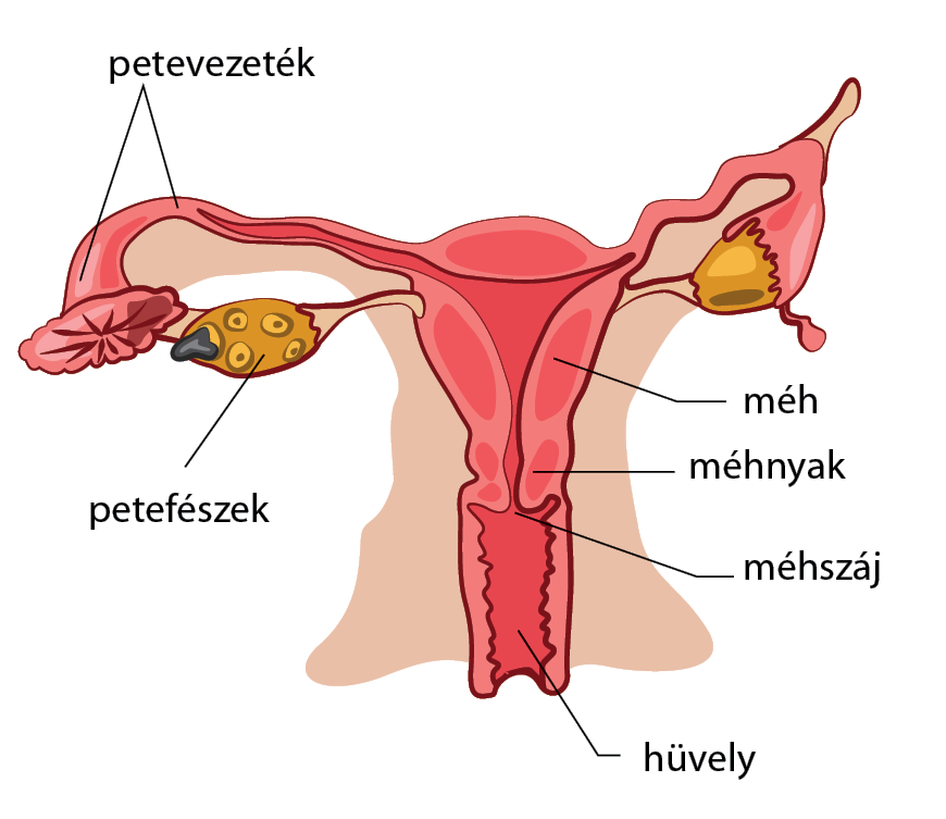 Női nemi szervek – Wikipédia